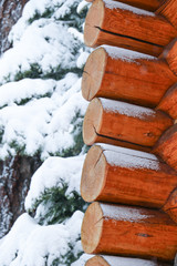 Nature: Snow on the trees