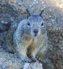 Animal: Squirrel