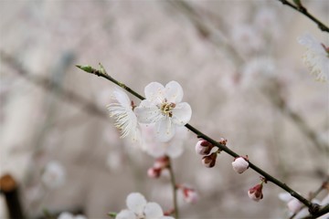 Spring Cherry blossoms
