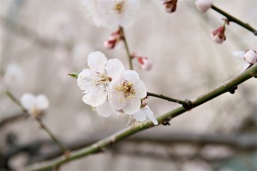 Spring Cherry blossoms
