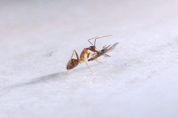 Ant eating  mosquito, on white background