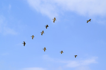 Birds flying in V formation in Tulum