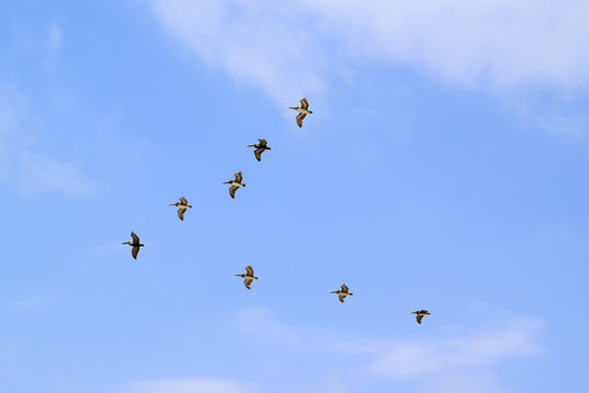 Birds flying in V formation in Tulum
