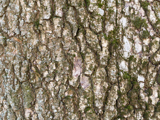 Tree BarkTexture Background close up shot silver birch with moss