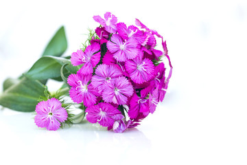 ianthus barbatus (Sweet William) pink flowers isolated on white background