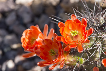 Beautiful blooming wild desert cactus flowers.