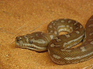 Centralian carpet python