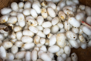 The silk cocoon, nesting of the silkworm.