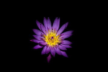 purple lutus flower