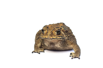 Asian common toad on white background,Toad Isolated