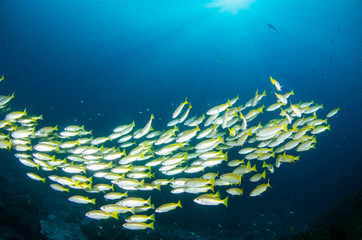 Fototapeta na wymiar Wonderful and beautiful underwater world with corals, fish and sunlight