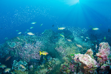 Fototapeta na wymiar Wonderful and beautiful underwater world with corals, fish and sunlight