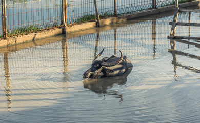 buffalo swim in river