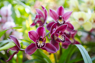 Orchirds of maroon color on yellow-green background