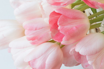 fresh pink tulips.