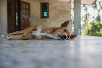 Brown dog portrait sleeping on the floor.