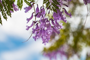 Jacaranda flower.