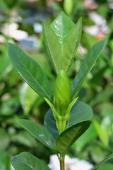 Obraz premium Cape Jasmine is not blooming.