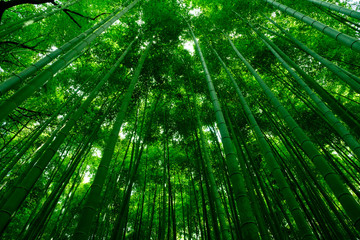 Fototapeta na wymiar Bamboo Forest is a tourist site in Arashiyama, Kyoto, Japan. The Ministry of the Environment included the Sagano Bamboo Forest on its list of 100 Soundscapes of Japan.