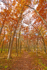 Forest Path in the Fall