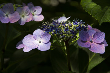 紫陽花
