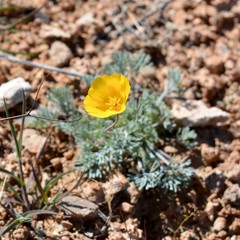 Yellow Flower Red Rock Canyon Las Vegas