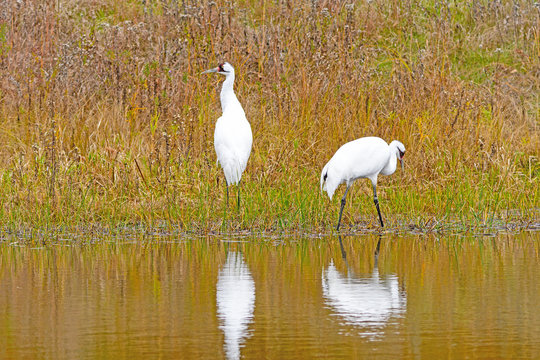 Whooping Cranes In A Wetland Pond