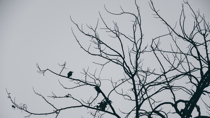 Silhouette of three crows in a dead tree