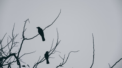 Silhouette of three crows in a dead tree