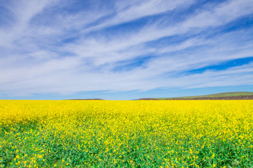 wild yellow flower field and blue sky.