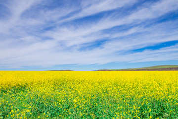 Obraz premium wild yellow flower field and blue sky.