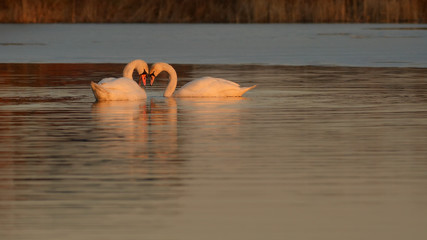 Wiosenne zauroczenie / para łabędzi © Rafał Okraj