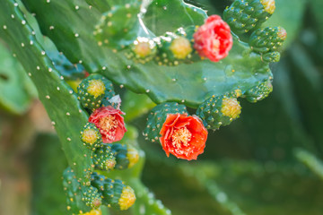 Beautiful blooming wild desert orange cactus flowers.