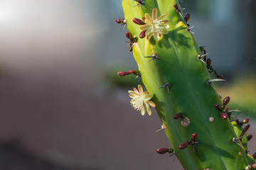 Beautiful blooming wild desert white cactus flowers.