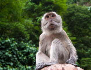 Monkey sitting above and looking straight ahead.