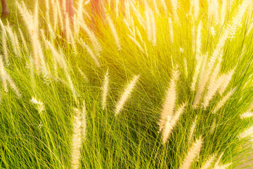 grass, morning in spring time