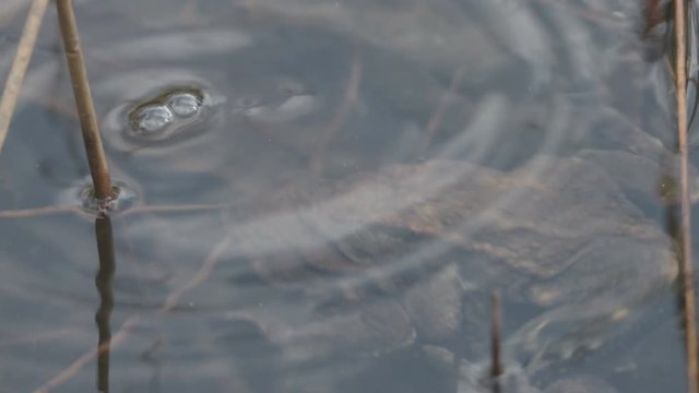 European toad - Bufo bufo - in springtime