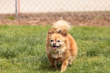 Chihuahua Pomeranian dog mix