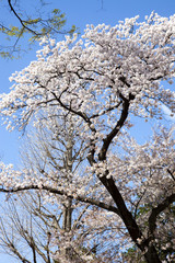 梅