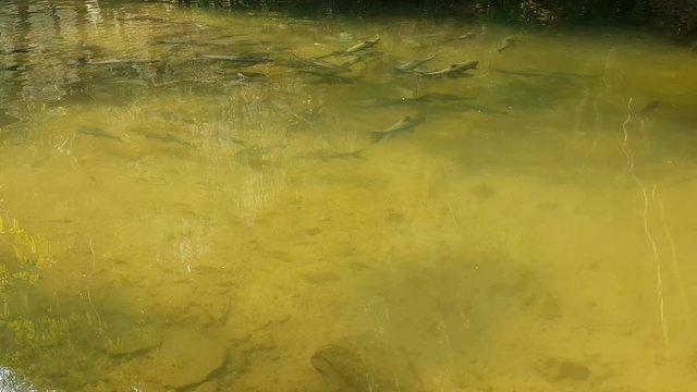 soro brook carp at Tham Pla in Pha Sua National Park, MAEHONGSON, THAILAND