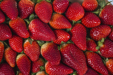bioerdbeeren in obststeige