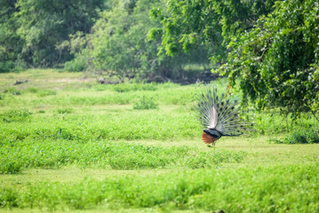 Peacock or Pavo cristatus