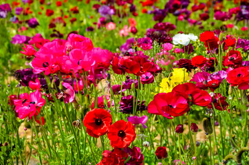 Ranunculus field
