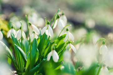 Beautiful snowdrops in spring forest