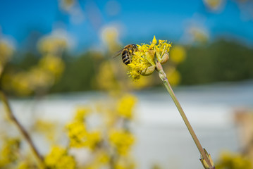 Pollination of trees, Spring gardening. The bee eats nectar from a yellow flower on a branch
