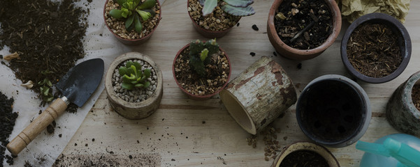 Planting Plants Cactuses Soil Stones On A Wooden Table