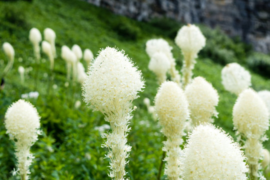 Beargrass blooming on a green meadow in Glacier National Park, USA