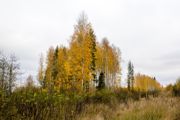 Fototapeta premium Forest and tree in a nice day