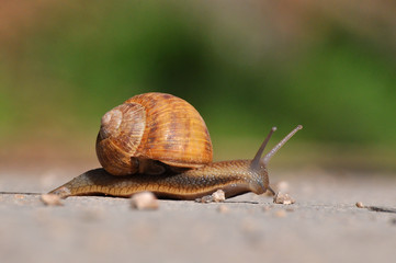 Snail crawling on the asphalt road. Burgundy snail, Helix, Roman snail, edible snail or escargot crawling