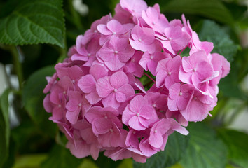 Close up of pink hortensia flower